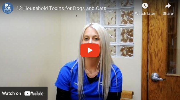 12 Household Toxins for Dogs and Cats